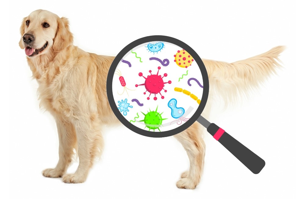 diagram of dog microbiome